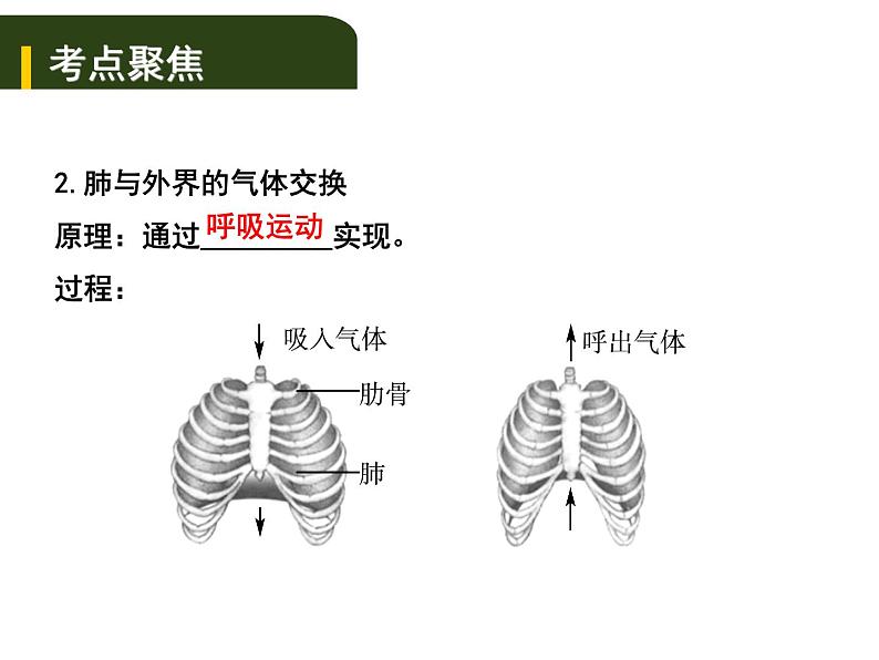中考生物一轮复习课件5.2人体生命活动的能量供给（含答案）02