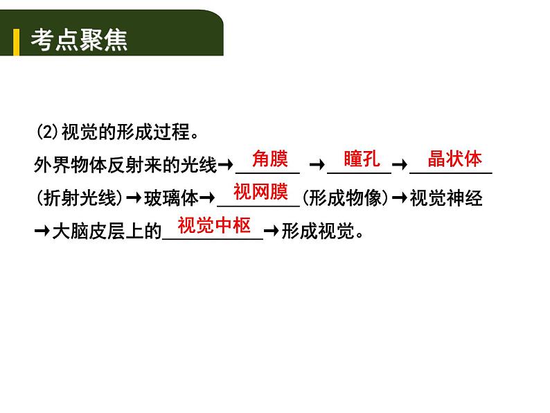 中考生物一轮复习课件5.4人体通过神经系统和内分泌系统调节生命活动（含答案）第3页