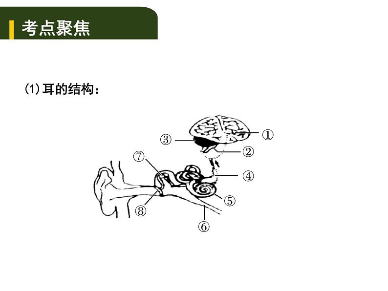 中考生物一轮复习课件5.4人体通过神经系统和内分泌系统调节生命活动（含答案）第4页