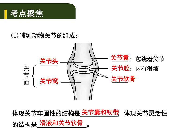 中考生物一轮复习课件6.动物的运动和行为（含答案）02