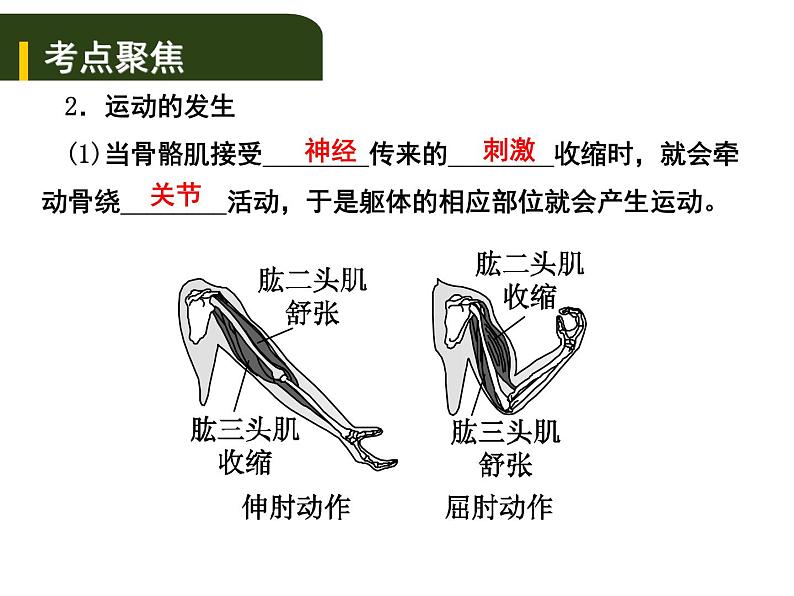 中考生物一轮复习课件6.动物的运动和行为（含答案）04