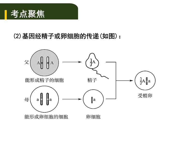 中考生物一轮复习课件7.3生物的遗传和变异（含答案）03