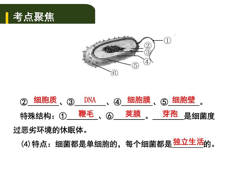 中考生物一轮复习课件8.2细菌、真菌和病毒（含答案）03