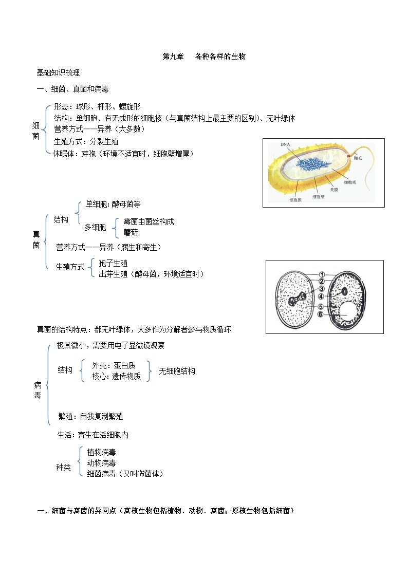 中考生物一轮复习核心考点梳理专题九 各种各样的生物第1页