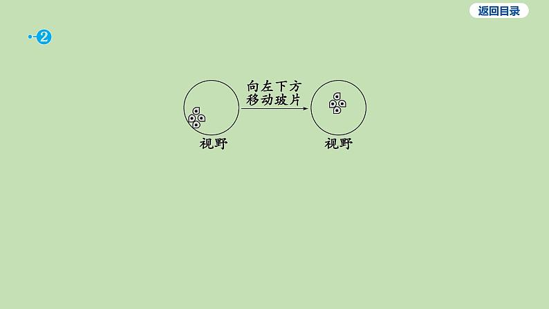 2023-2024学年六年级生物鲁教版（五四学制）课件---第一节 练习使用显微镜第6页