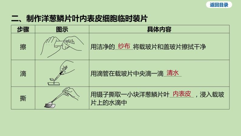 2023-2024学年六年级生物鲁教版（五四学制）课件---第二节 观察植物细胞04