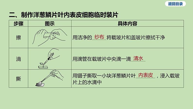 2023-2024学年六年级生物鲁教版（五四学制）课件---第二节 观察植物细胞04