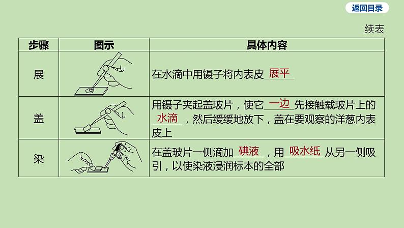 2023-2024学年六年级生物鲁教版（五四学制）课件---第二节 观察植物细胞05