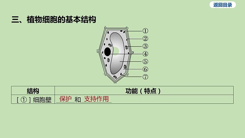 2023-2024学年六年级生物鲁教版（五四学制）课件---第二节 观察植物细胞06