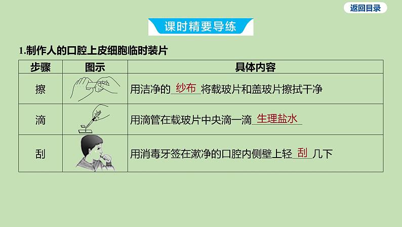 2023-2024学年六年级生物鲁教版（五四学制）课件---第三节 观察动物细胞03