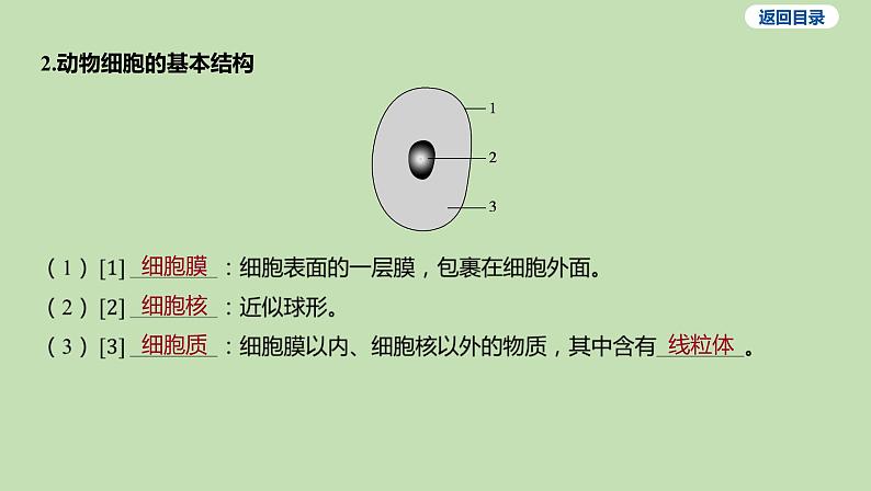 2023-2024学年六年级生物鲁教版（五四学制）课件---第三节 观察动物细胞05