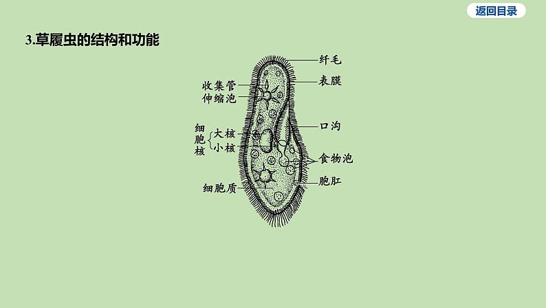 2023-2024学年六年级生物鲁教版（五四学制）课件---第二节 单细胞生物04