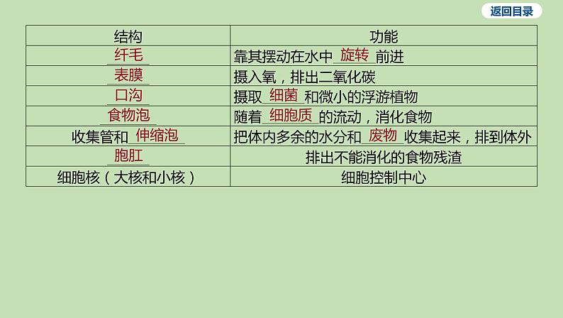 2023-2024学年六年级生物鲁教版（五四学制）课件---第二节 单细胞生物05