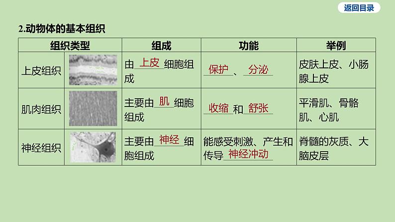 2023-2024学年六年级生物鲁教版（五四学制）课件---第二节 动物体的结构层次04