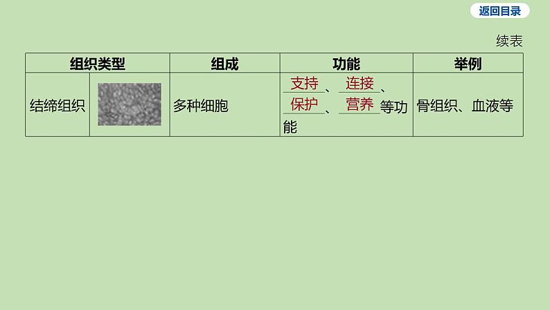 2023-2024学年六年级生物鲁教版（五四学制）课件---第二节 动物体的结构层次05