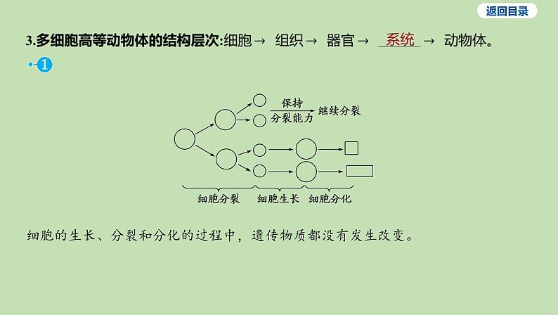 2023-2024学年六年级生物鲁教版（五四学制）课件---第二节 动物体的结构层次07