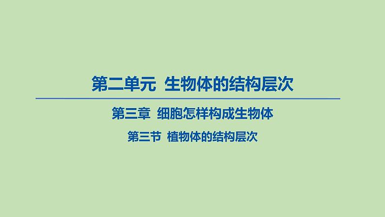 2023-2024学年六年级生物鲁教版（五四学制）课件---第三节 植物体的结构层次第1页