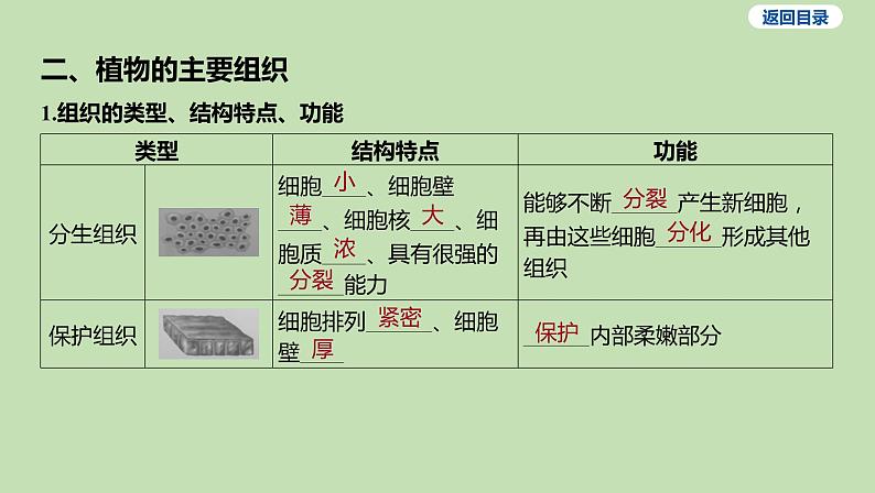 2023-2024学年六年级生物鲁教版（五四学制）课件---第三节 植物体的结构层次第4页