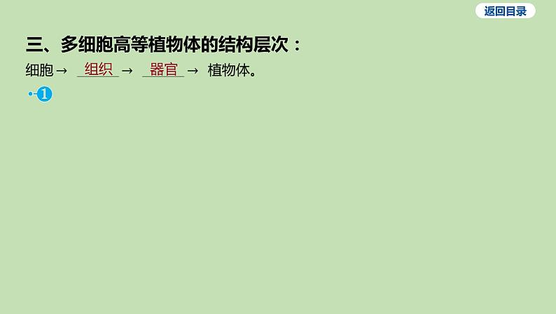 2023-2024学年六年级生物鲁教版（五四学制）课件---第三节 植物体的结构层次第7页