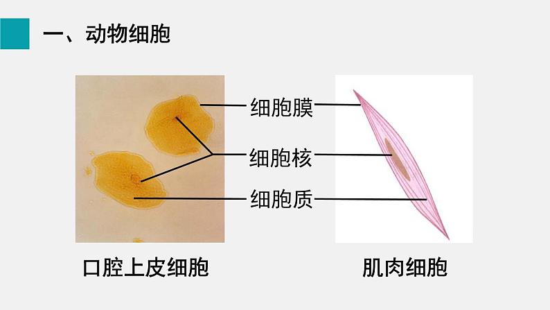 第3章细胞第1节细胞的基本结构和功能第3课时动植物细胞的基本结构课件第5页