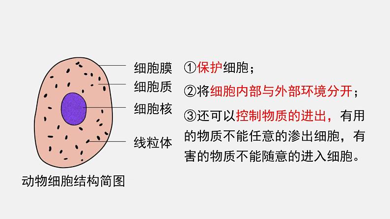 第3章细胞第1节细胞的基本结构和功能第3课时动植物细胞的基本结构课件第6页