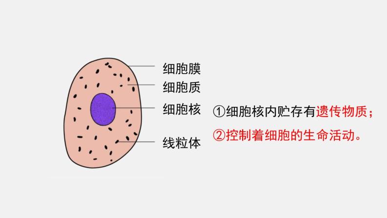 第3章细胞第1节细胞的基本结构和功能第3课时动植物细胞的基本结构课件08