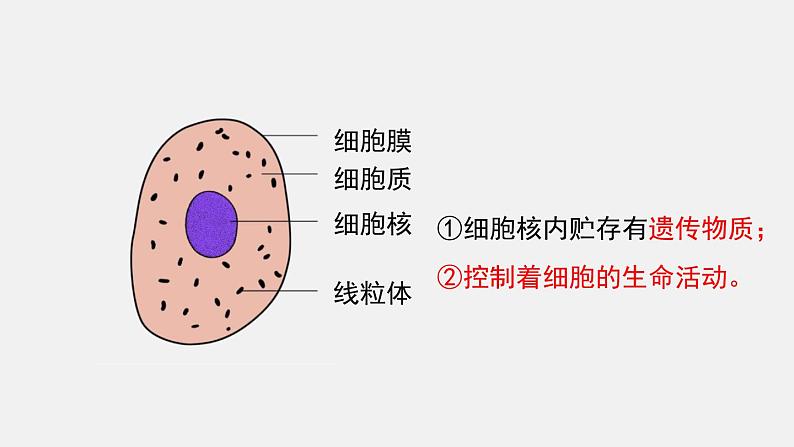 第3章细胞第1节细胞的基本结构和功能第3课时动植物细胞的基本结构课件第8页