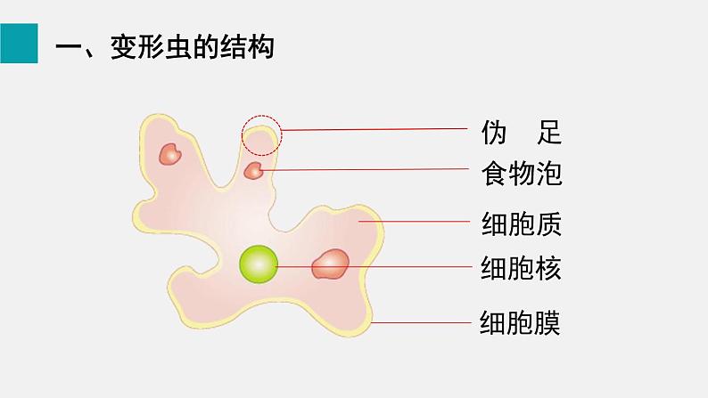 第3章细胞第2节细胞是生命活动的单位课件05