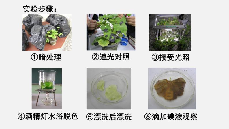 第5章绿色开花植物的生活方式第1节光合作用第2课时光合作用的探索课件04