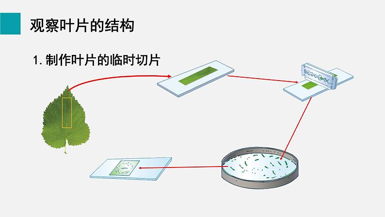 第5章绿色开花植物的生活方式第1节光合作用第3课时光合作用的原理和应用课件06