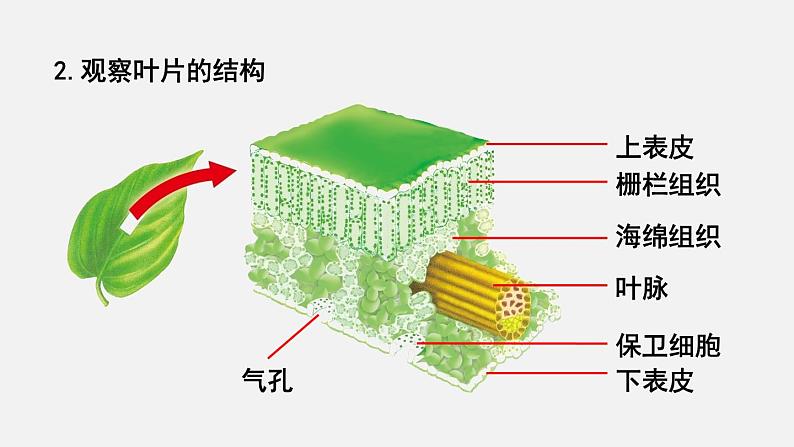 第5章绿色开花植物的生活方式第1节光合作用第3课时光合作用的原理和应用课件07