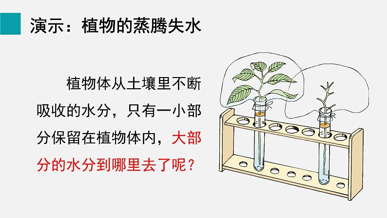 第5章绿色开花植物的生活方式第4节蒸腾作用课件05