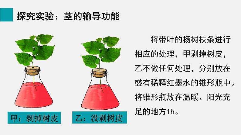 第5章绿色开花植物的生活方式第5节运输作用课件第5页