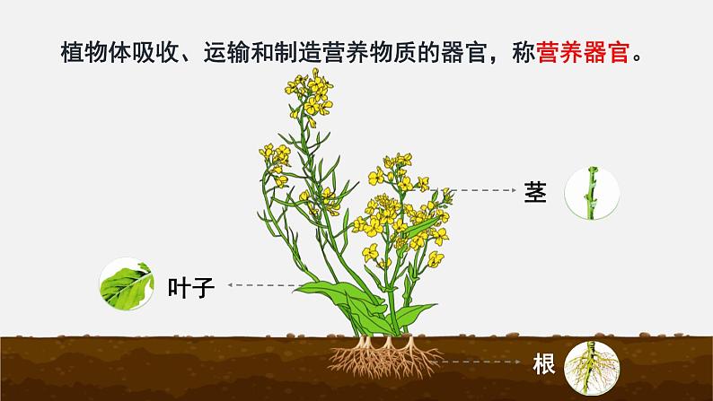 第6章绿色开花植物的生活史第2节营养器官的生长课件02