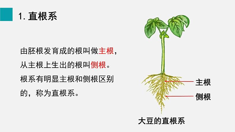 第6章绿色开花植物的生活史第2节营养器官的生长课件04