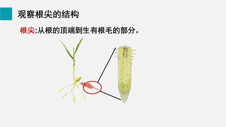 第6章绿色开花植物的生活史第2节营养器官的生长课件07