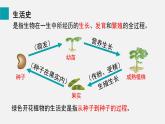 第6章绿色开花植物的生活史第1节种子萌发形成幼苗课件