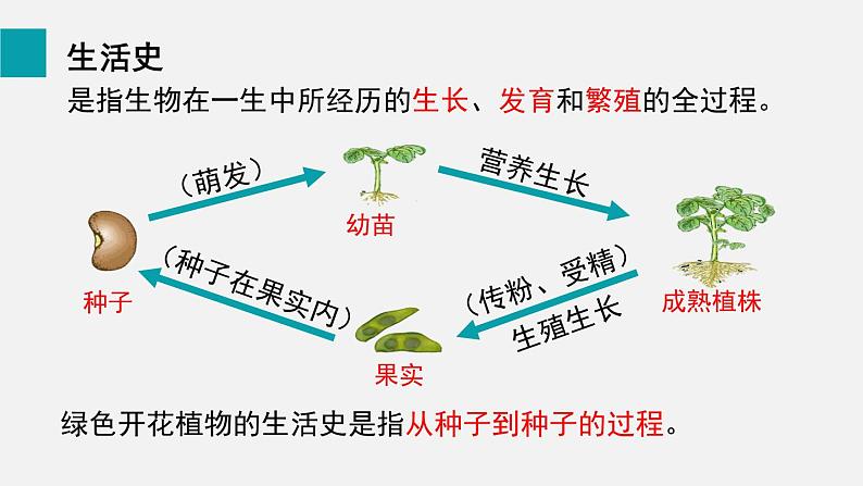 第6章绿色开花植物的生活史第1节种子萌发形成幼苗课件02