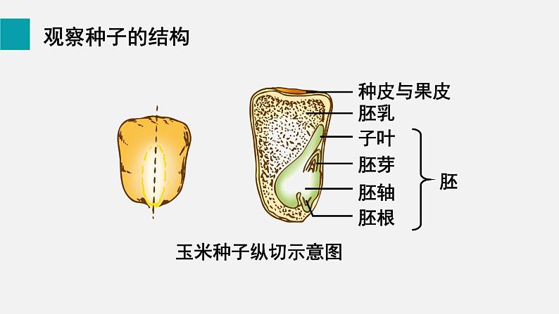 第6章绿色开花植物的生活史第1节种子萌发形成幼苗课件06