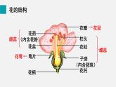 第6章绿色开花植物的生活史第3节生殖器官的生长课件