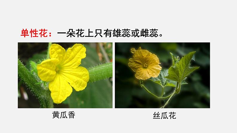 第6章绿色开花植物的生活史第3节生殖器官的生长课件08