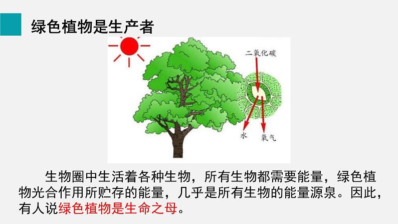 第7章绿色植物与生物圈第1节绿色植物与生物圈中的作用课件03