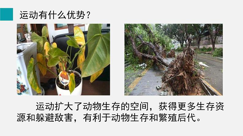 第15章动物的运动第1节动物运动的方式课件第3页