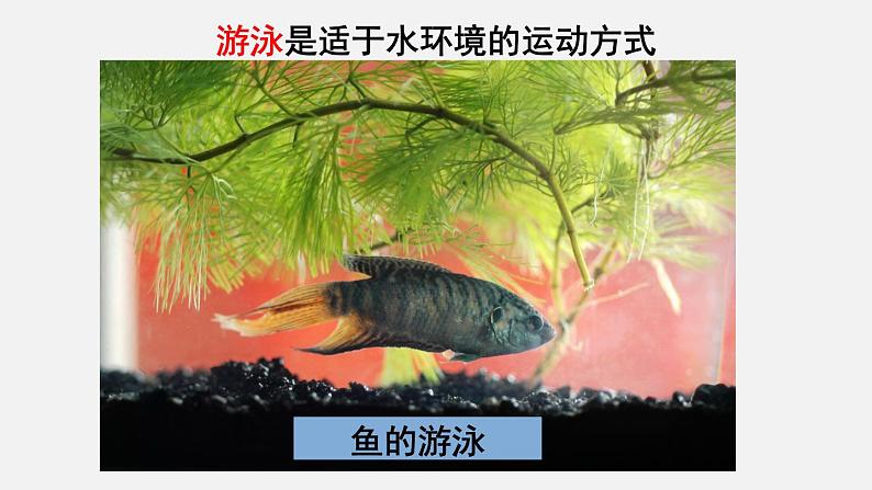 第15章动物的运动第1节动物运动的方式课件第8页