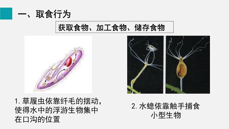 第16章动物的行为第2节动物行为的主要类型课件05