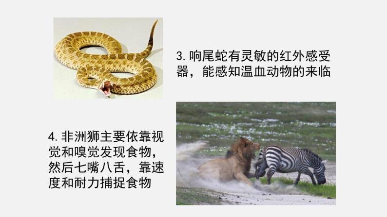 第16章动物的行为第2节动物行为的主要类型课件06
