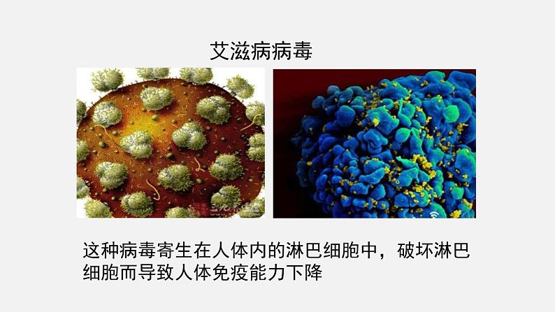 第18章生物圈中的微生物第2节微生物与人类的关系课件05