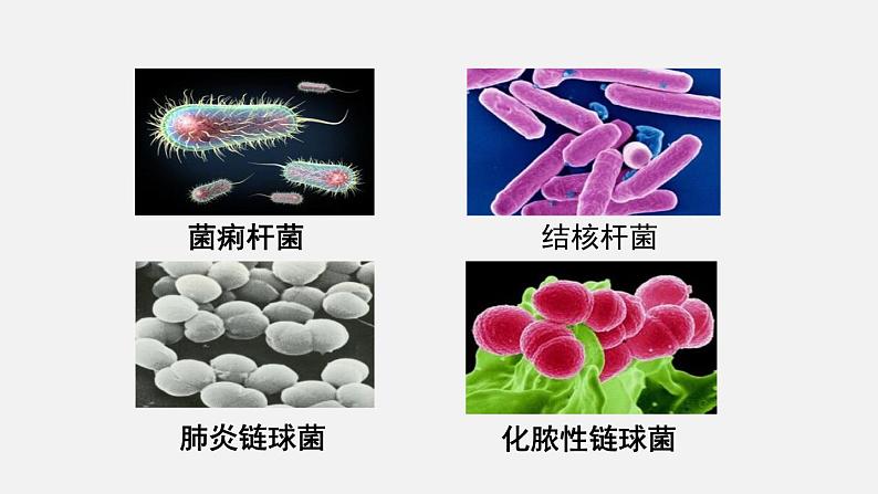 第18章生物圈中的微生物第2节微生物与人类的关系课件06