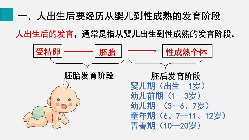 第19章生物的生殖和发育第1节人的生殖和发育第2课时课件04