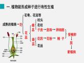 第19章生物的生殖和发育第3节植物的生殖和发育课件